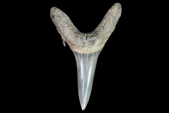 Large, Fossil Sand Tiger Shark Tooth - Georgia #74869